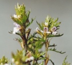 Euphrasia salisburgensis, Euphraise de Salzbourg