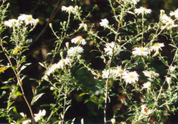 Aster novi-belgii, Aster de la Nouvelle-Belgique