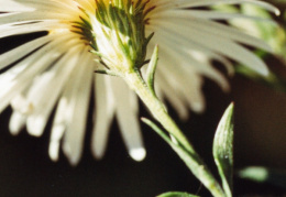 Aster novi-belgii, Aster de la Nouvelle-Belgique