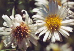 Aster novi-belgii, Aster de la Nouvelle-Belgique