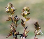 Euphrasia salisburgensis, Euphraise de Salzbourg