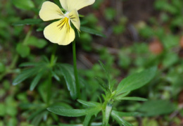 Viola lutea