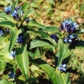 20060715_vauffelin_gentiana_cruciata.jpg