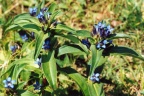 Gentiana cruciata, Gentiane croisette