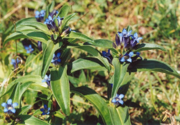 Gentiana cruciata, Gentiane croisette