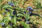 Gentiana cruciata, Gentiane croisette