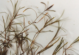 Potamogeton berchtoldii, Potamot de Berchtold