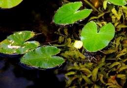 Nuphar pumila 