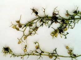 Utricularia minor, Petite utriculaire