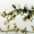 20060809_les-genevez_les-embreux_utricularia_minor_01.jpg
