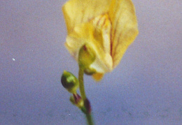 Utricularia minor, Petite utriculaire