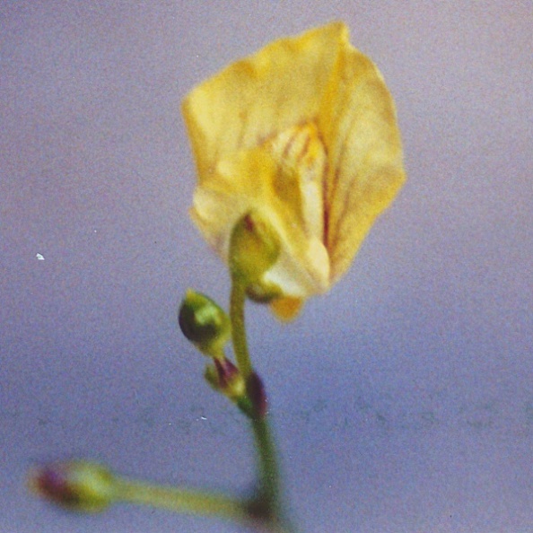 20060809_les-genevez_les-embreux_utricularia_minor_02.jpg