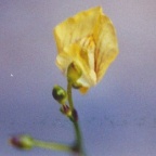 Utricularia minor, Petite utriculaire