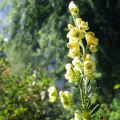 20060820_la_dole_aconitum_anthora.jpg