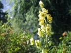 Aconitum anthora