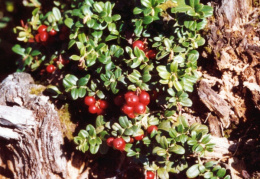 Vaccinium vitis-idaea