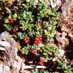 Vaccinium vitis-idaea