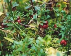 Vaccinium vitis-idaea
