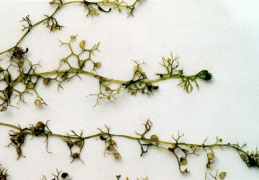 Utricularia minor, Petite utriculaire