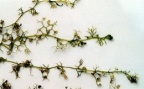 Utricularia minor, Petite utriculaire