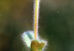 Cerastium brachypetalum