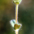 20061200_delemont_ballastiere_cerastium_brachypetalum_01.jpg