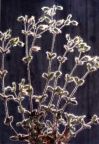 Cerastium brachypetalum