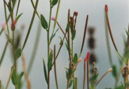 Epilobium palustre, Épilobe des marais