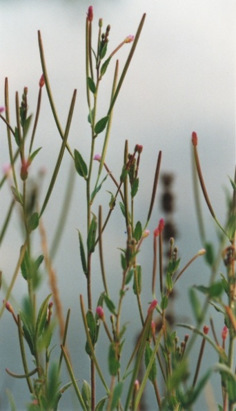 20070000_les-bois_peu-claude_epilobium_palustre.jpg