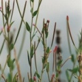 20070000_les-bois_peu-claude_epilobium_palustre.jpg