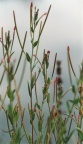 Epilobium palustre, Épilobe des marais