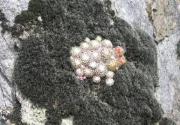 Sempervivum arachnoideum