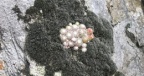 Sempervivum arachnoideum