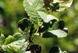 Salix aurita