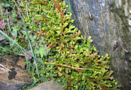 Selaginella helvetica