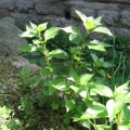 20070520_turtmann_VS_parietaria_officinalis_.jpg