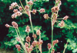 Luzula multiflora, Luzule à fleurs nombreuses