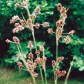 20070526_le-noirmont_chanteraine_luzula_multiflora.jpg
