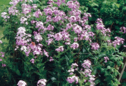 Hesperis matronalis