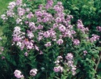 Hesperis matronalis