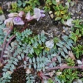 20070607_zermatt-unterroth._oxytropis_helvetica_.jpg