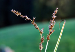 Carex elongata, Laiche allongée