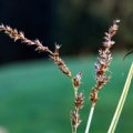 20070615_les-bois_le-canon_carex_elongata.jpg