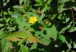 Hypericum androsaemum