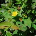 20070615_ronco-mte_verita_hypericum_androsaemum_.jpg