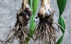 Allium scorodoprasum