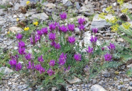 Astragalus onobrychis