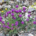 20070626_lens_vs._astragalus_onobrychis_.jpg