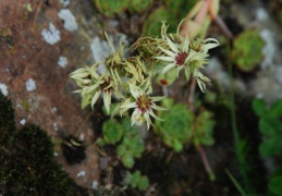 Sempervivum grandiflorum