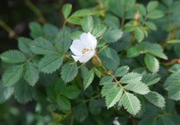 Rosa elliptica